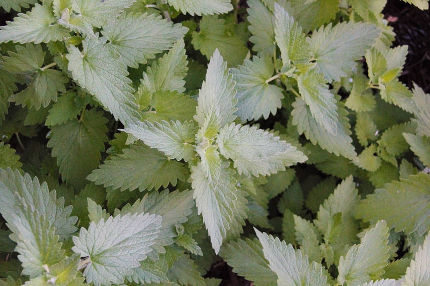 Catnip Leaves